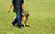 Nebenberuflich als Hundetrainer tätiger Polizeibeamter verliert den Beamtenstatus.