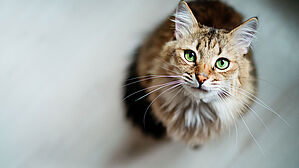 Wer sich um streunende Katzen kümmert, muss selbst für seinen Unfallversicherungsschutz sorgen. Copyright by Uzhursky/ Adobe Stock