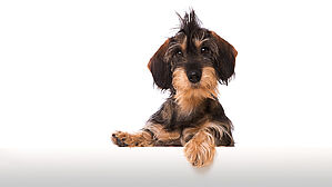 Auch beim liebsten Hund der Welt, kann es Gründe geben, ihn nicht mit zur Arbeit bringen zu dürfen. Copyright by Adobe Stock / DoraZett Auch beim liebsten Hund der Welt, kann es Gründe geben, ihn nicht mit zur Arbeit bringen zu dürfen. Copyright by Adobe Stock / DoraZett
