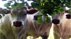 Über die Sozialversicherungspflicht in der deutschen landwirtschaftlichen Kranken- und Pflegeversicherung staunen auch die französischen Charolais-Rin