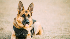 Auch Polizeihunde werden alt. Der Dienstherr zahlt dann für deren Pflege – aber nicht immer, wie das Oberverwaltungsgericht Nordrhein-Westfalen nun entschieden hat. Copyright by Adobe Stock/G. Bruev Auch Polizeihunde werden alt. Der Dienstherr zahlt dann für deren Pflege – aber nicht immer, wie das Oberverwaltungsgericht Nordrhein-Westfalen nun entschieden hat. Copyright by Adobe Stock/G. Bruev