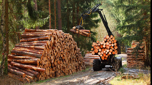 Die Arbeit mit großen Baumstämmen im Wald ist nicht ungefährlich © Adobe Stock: Kletr
