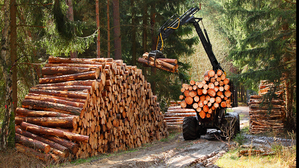 Die Arbeit mit großen Baumstämmen im Wald ist nicht ungefährlich © Adobe Stock: Kletr Die Arbeit mit großen Baumstämmen im Wald ist nicht ungefährlich © Adobe Stock: Kletr