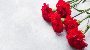 Der Weltfrauentag und die Nelke: ein Zeichen der Gleichberechtigung. Copyright by Adobe stock/Elenglush Der Weltfrauentag und die Nelke: ein Zeichen der Gleichberechtigung. Copyright by Adobe stock/Elenglush