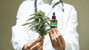 Cannabisblüten helfen in der Schmerztherapie durchaus. Krankenkassen übernehmen dafür die Kosten aber meist nicht. Copyright by Adobe Stock/Elroi