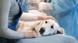 In Italien hat eine Arbeitnehmerin Sonderurlaub erhalten, weil ihr Hund krank war. Ist so etwas auch in Deutschland möglich? In Italien hat eine Arbeitnehmerin Sonderurlaub erhalten, weil ihr Hund krank war. Ist so etwas auch in Deutschland möglich?