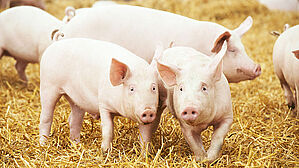 In Zukunft nur noch gute Arbeitsbedingungen und glückliche Tiere in der Fleischbranche? Copyright by Adobe Stock/Kadmy