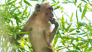 Tierpfleger des Leipziger Zoos erleidet in Vietnam Unfall – Arbeitsunfall? Copyright by Adobe Stock/Pavlo Vakhrushev