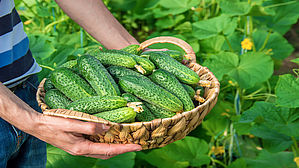 Gurken der besten Güteklasse müssen nach der Verordnung von höchster Qualität sein. Copyright by yanadjan/fotolia Gurken der besten Güteklasse müssen nach der Verordnung von höchster Qualität sein. Copyright by yanadjan/fotolia